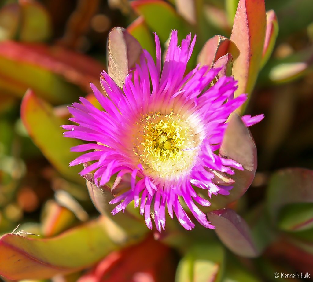 FulkPhoto's tweet photo. "Carpobrotus Acinaciformis"
•
•
•
#CarpobrotusAcinaciformis #Carpobrotus #Acinaciformis #Purple #Flower #BeautifulFlower #California #TheBigSur #BigSur #Macro #MacroPhoto #Canon #CanonUSA #CanonPhoto #CanonPhotography #Fulk #FulkPhoto #FulkPhotography #KennethFulk https://t.co/esSNGYwxeq