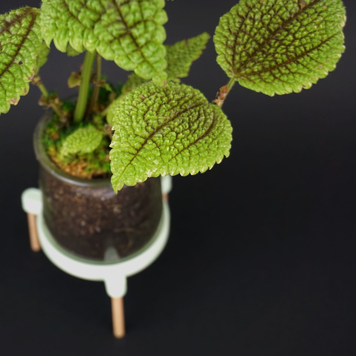 On ne se lasse pas de faire des zooms sur les feuilles de cette petite plante dont j'ai une fois encore oubliée le nom. Elle est pourtant installé sur le bureau depuis le premier shooting photo de ce système de pots fait avec l'Autre Saison des Fleurs en janvier.