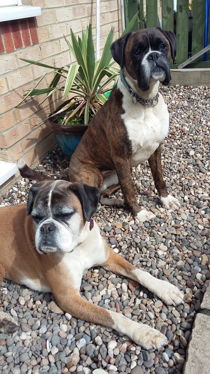PersuasionPR's tweet photo. #MondayMutts @Super_Secretary @LeanneRSPCA @dreneehawkins https://t.co/Q3S9pQdgHo