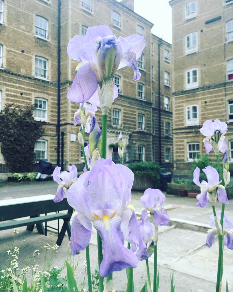 Irises in the #peabodyestate #communitygarden #growflowers #whitecrossstreet #islingtonlife #urbanflowers