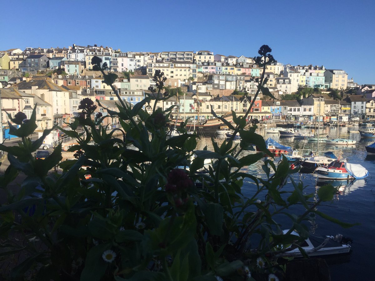 Vixbrix's tweet photo. Me thinks the weeds need a trim ! #brixham #hiddenview https://t.co/zP1DjygsXy