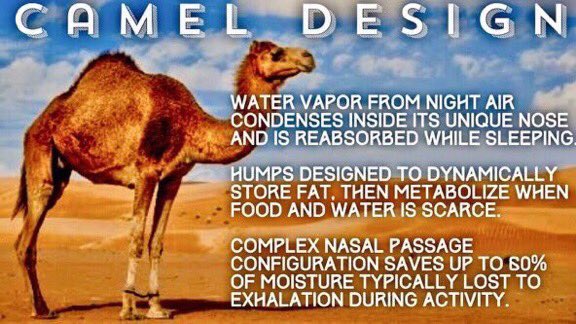 GenesisTruths's tweet photo. "GOD Made all sorts of wild animals, livestock & small animals each producing after their kind. GOD Saw that it was Good." ~Genesis1:25 #CREATION #Camels https://t.co/VYzQlgl6hU