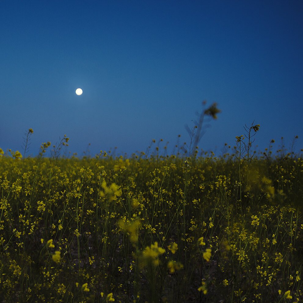 elalberortega's tweet photo. AnoCheCeenPrimAvera. #flores #flowrers #noche #night #picoftheday #photooftheday #pictureoftheday #instapic #instamood #instagood #instalike #nikon #photographer #albertoortegafotografo https://t.co/pE9m2YijGC