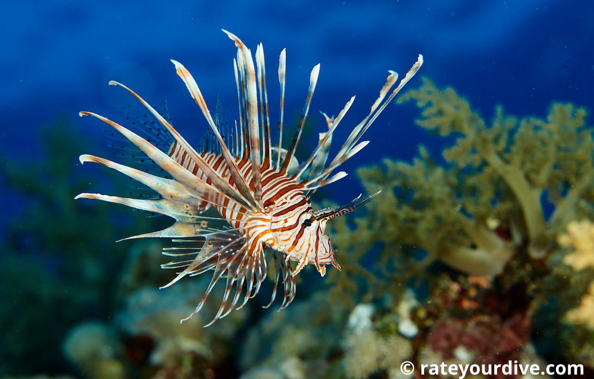 rateyourdive's tweet photo. Thanks for all the beautiful pictures you sent us! πΈ
Everybody who is mentioned in our blog article wins an awesome Dive-Sticker package. π https://t.co/ojLQWBfnRR
π #divehack: Add pics of the fish you see to your logbook with those packages: https://t.co/ZivKJubxyH https://t.co/lR56CHBDm7