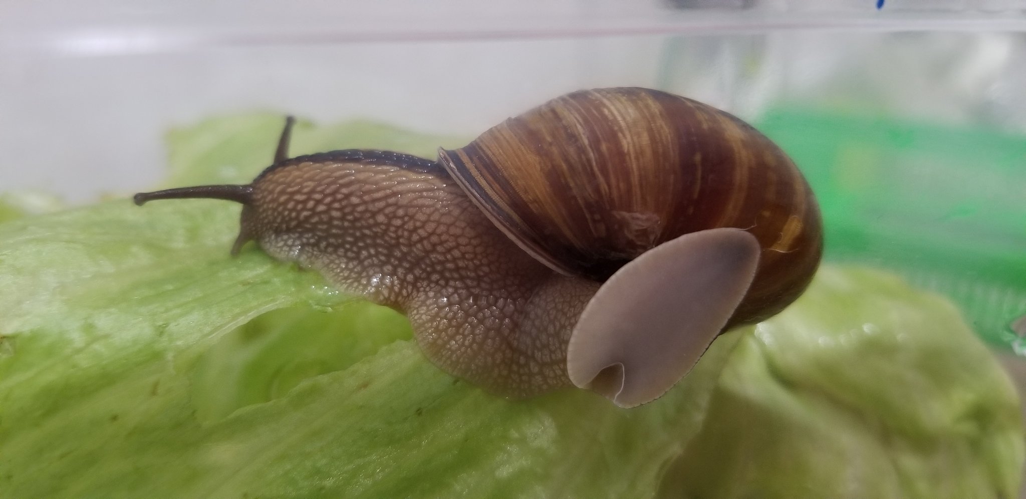 ぴ 3月30日から 我が家にいるカタツムリ レタスの柔らかい部分しか食べないグルメなヤツ 笑 名前はなかったけど 今日ついた 塩っ子太郎 です 笑 名付け親は アフロさん 味のある文字 好きやわ 塩って文字も ちゃんとカタツムリになっ