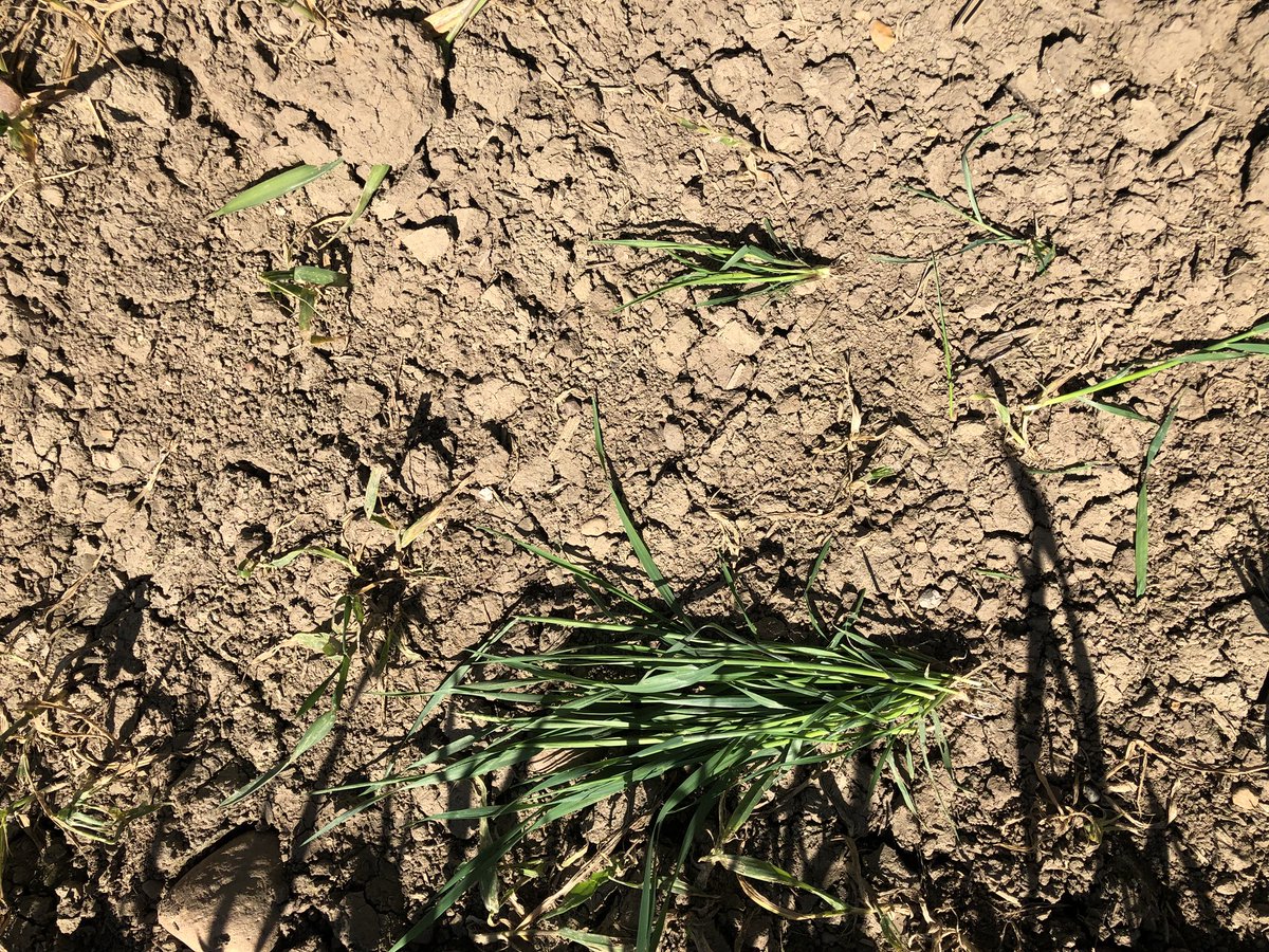 willoliver88's tweet photo. Great day for field walking. Blackgrass kreeping in. But nov sown belepi overall competing well. Flag lead just visible. @ebbageseeds #rouging https://t.co/4CKCkkxRGt