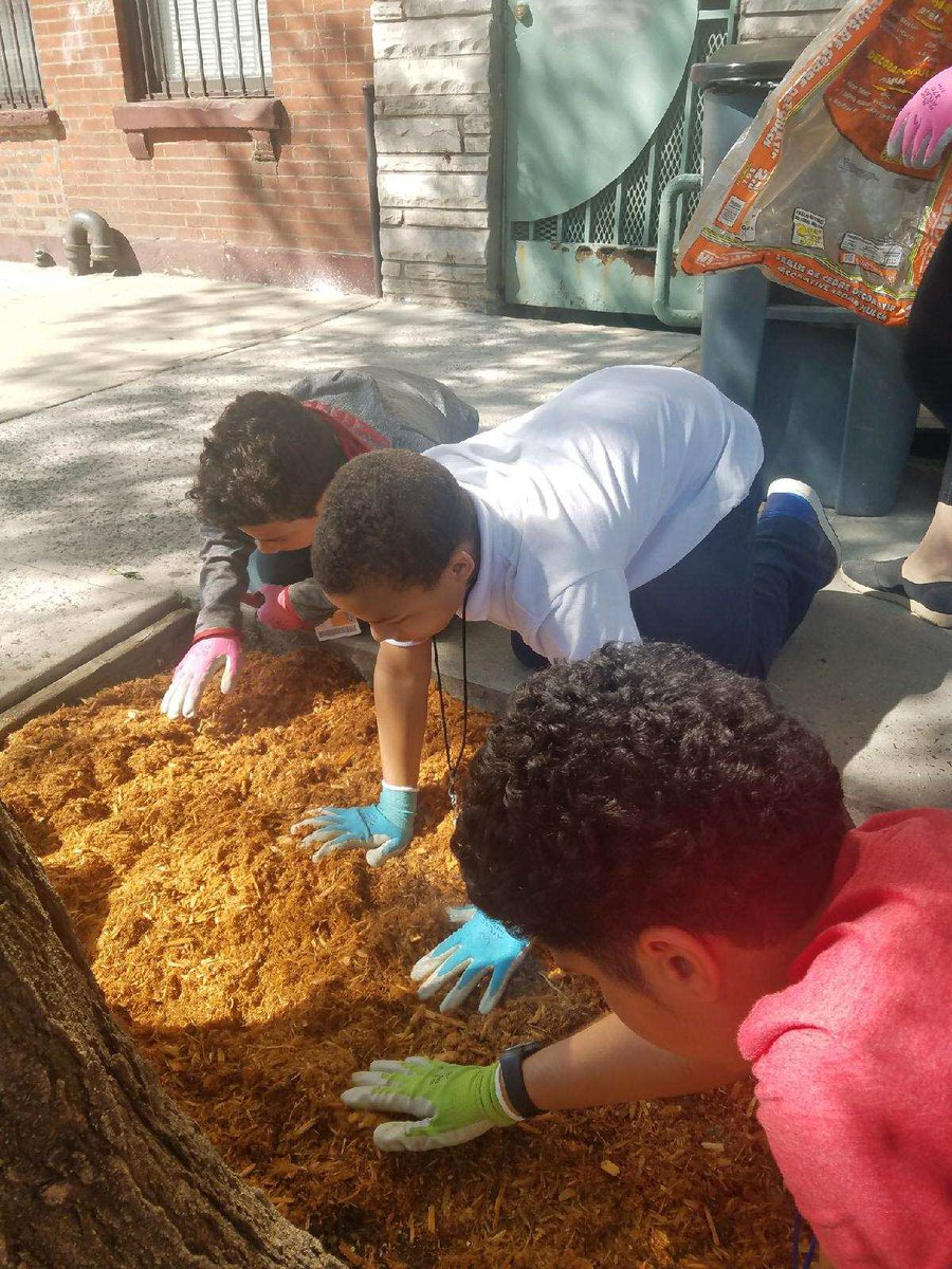 BoysClubNY's tweet photo. Our members are taking care of the neighborhood gardening and picking up trash with @treesny ! 🌿💪🏽
#community #elbarrio #gardening #kids #neighborhood #treesny #iambcny https://t.co/7iGfhmGm9s
