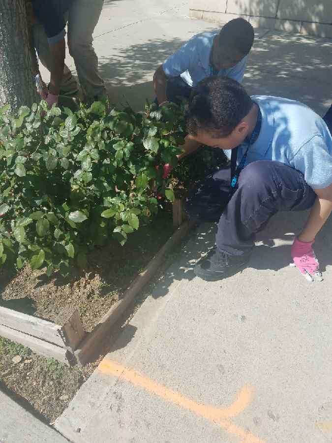 BoysClubNY's tweet photo. Our members are taking care of the neighborhood gardening and picking up trash with @treesny ! 🌿💪🏽
#community #elbarrio #gardening #kids #neighborhood #treesny #iambcny https://t.co/7iGfhmGm9s