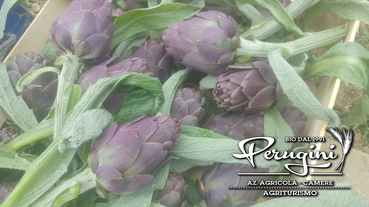 bioperugini's tweet photo. Abbiamo iniziato a raccogliere i 
#carciofi #bio #km0 #campagna  #cesena #settecrociari  #food 

per ordini  348 7458071  oppure  

la mattina dalle 8.30 a 12.30  il MERCOLEDI e SABATO https://t.co/FDfcKZeHzf