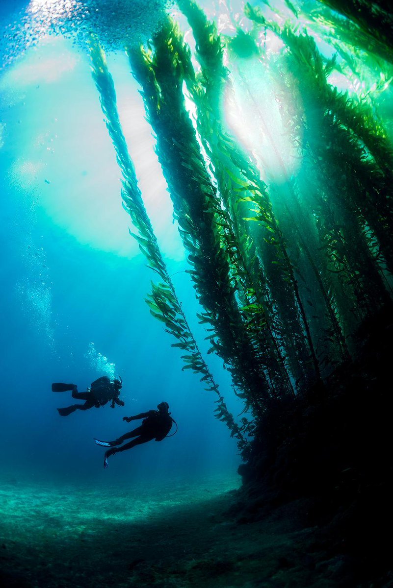 カリフォルニア・チャネル諸島は「北米のガラパゴス」と呼ばれる自然の恵み溢れる地。水中には、世界一長い海草・ジャイアントケルプが生い茂り、「ケルプの森の冒険」を求めて世界中からダイバーが集まっています。高確率で愛くるしい アシカに会えるほか、イルカやクジラ ..., image size:801x1200