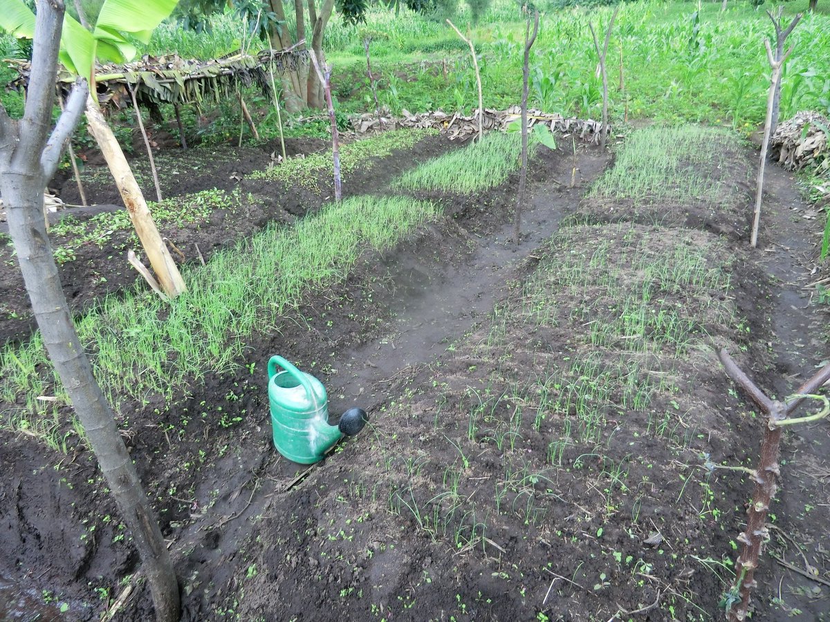 Rwanda_SMAP's tweet photo. #RAB_SMAP target farmers in @NyagatareDistr changed sowing techniques thanks to RAB_SMAP cultivation trainigs. Farmers said the new techniques of spacing seeds help to raise good and healthy seedlings and save money from seed cost by using small amount. @RwandaAgriBoard https://t.co/5YEotKXcCR