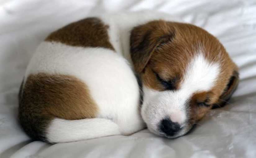 dogs_central's tweet photo. Illnesses to watch for in your puppy

https://t.co/zGpmIrBZBJ https://t.co/GE2nnLKpzk