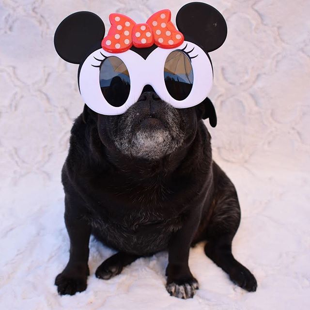 #rescuepugsofinstagram #minniemousepug #pugsinsunglassessunday #thelibraryisopen #adoptdontshop🐾 #visuallyimpairedpug