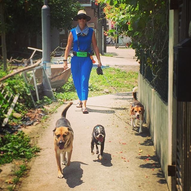 dogjournals's tweet photo. Dog walking in a long blue dress! 💙Because: why not? ✨👗✨ #Flanders_sht #Billie_sht #Ruby_sht #dogwalking #bluedress #mongrel #bostonterrier #beagle #rubythebeagle #hongkongspring #adoptdontshop #taiteitong #glamour #muiwo #lantau #lantauislandDog walking in a long blue d… https://t.co/PZfQbyguNb