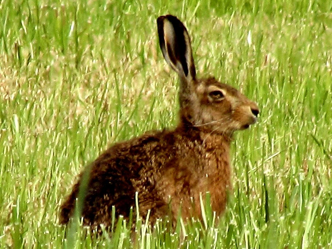 PatsyDuffy3's tweet photo. Nature is full of surprises, as was the case yesterday when this large beautiful hare accompanied me on my walk and led the way through the fields. https://t.co/rqlUrQaggW
