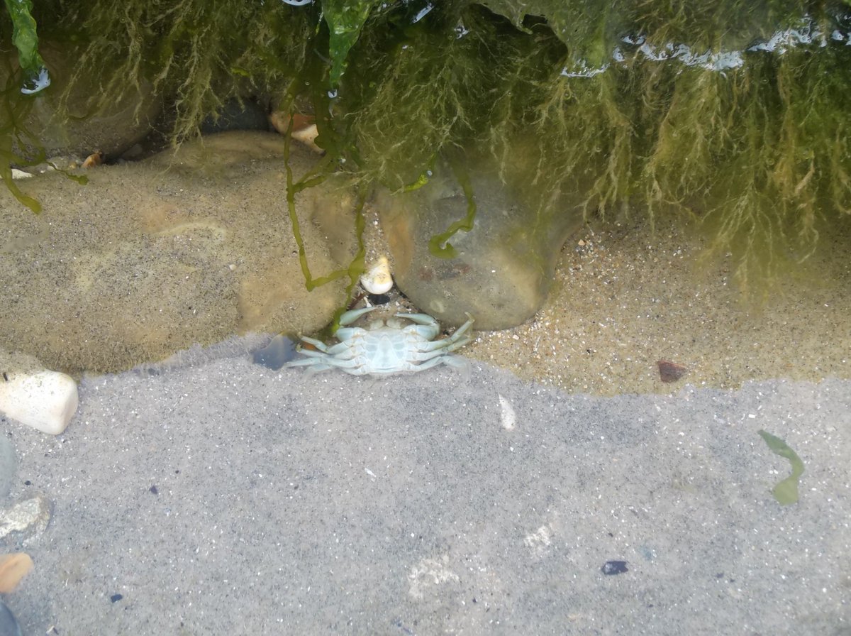 riowight's tweet photo. 23 April 2018 #hiking #rambling #walking #walks #views #scenery #coast #downs #downland #countryside #Forelands #CulverDown #BembridgeIW #IsleofWight #nature #wildlife #fauna #crustacean #crab #rockpool https://t.co/yNRTIL6GsW