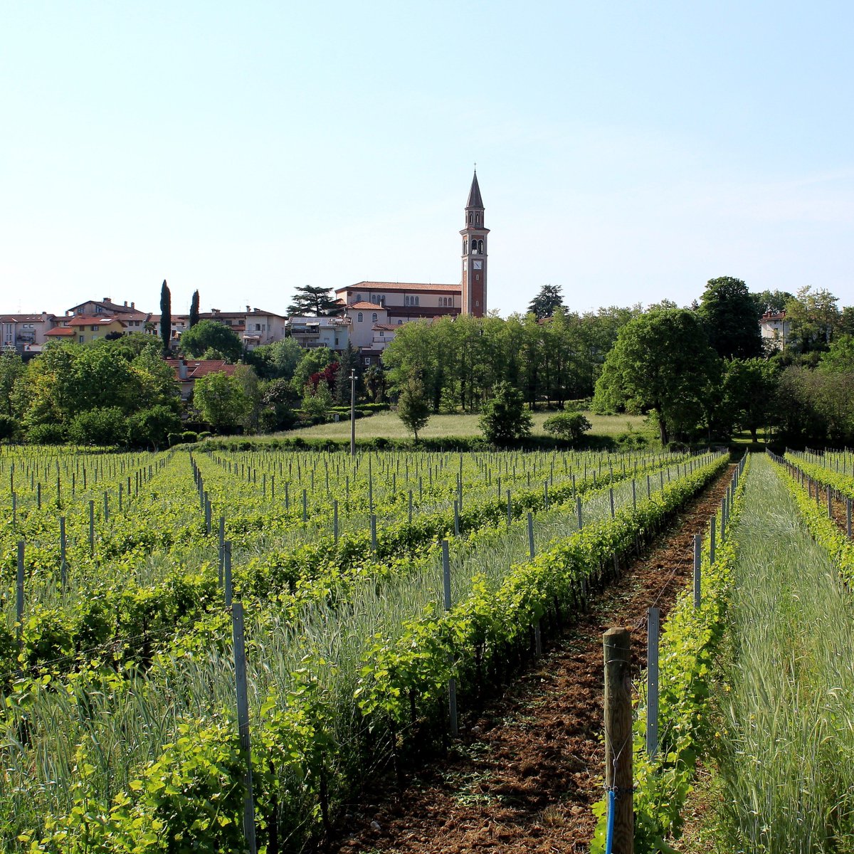 Nei nostri #vigneti a #Lucinico crescono rigogliosi i #sovesci seminati lo scorso Ottobre: una volta interrati, arricchiranno la nostra terra di preziosa sostanza organica. #Attems #Collio #IlBuonoDelFriuli