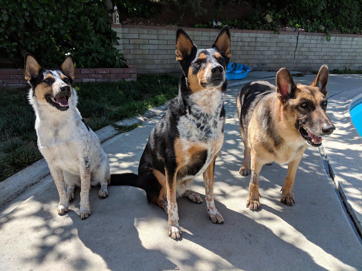 RiotEmil's tweet image. Missing the doggos while on the road for MSI!