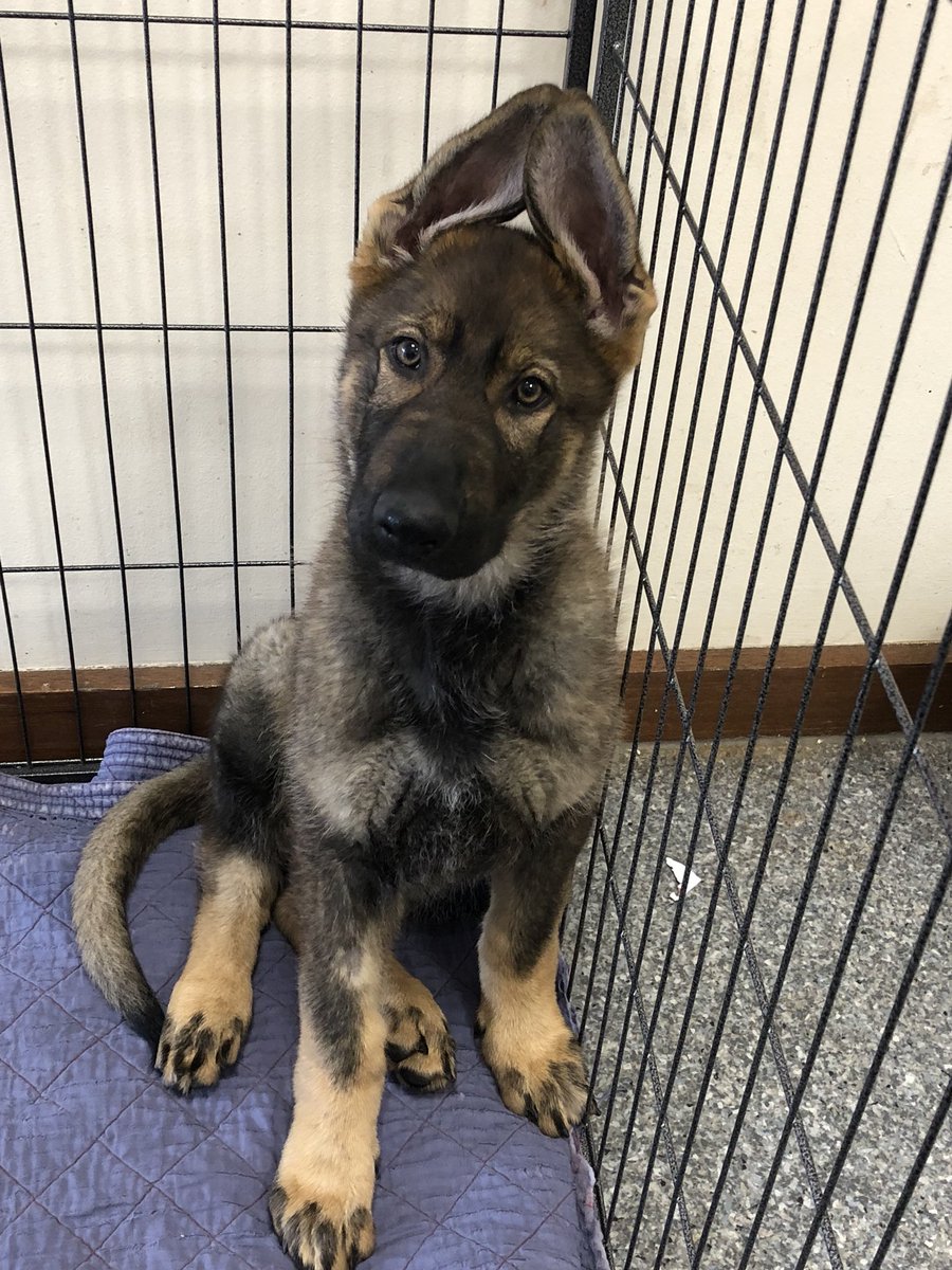 lucyscul's tweet photo. Little #policepuppy Arlo 😍 https://t.co/YMCgdF3iwZ