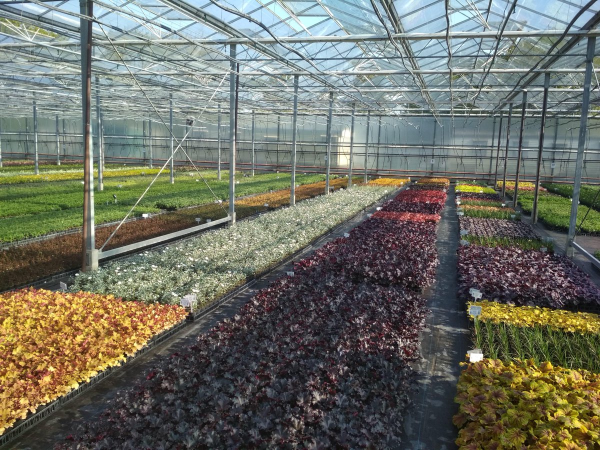 NeweyPPL's tweet photo. We've got some fantastic new crops coming through and looking cracking! Get in touch to see what we've got available 🌱
#perennials #horticulture https://t.co/jWhVPCfKh4