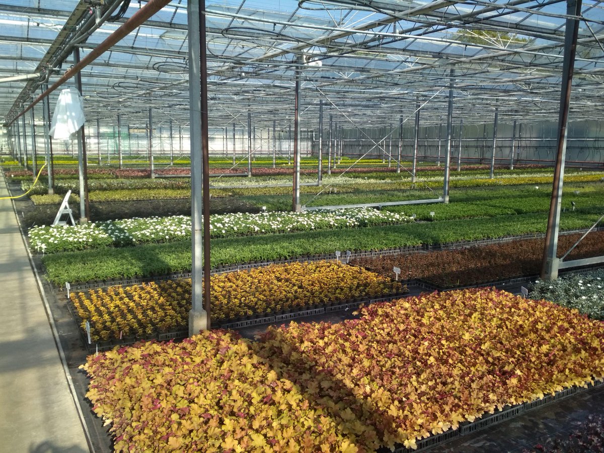 NeweyPPL's tweet photo. We've got some fantastic new crops coming through and looking cracking! Get in touch to see what we've got available 🌱
#perennials #horticulture https://t.co/jWhVPCfKh4