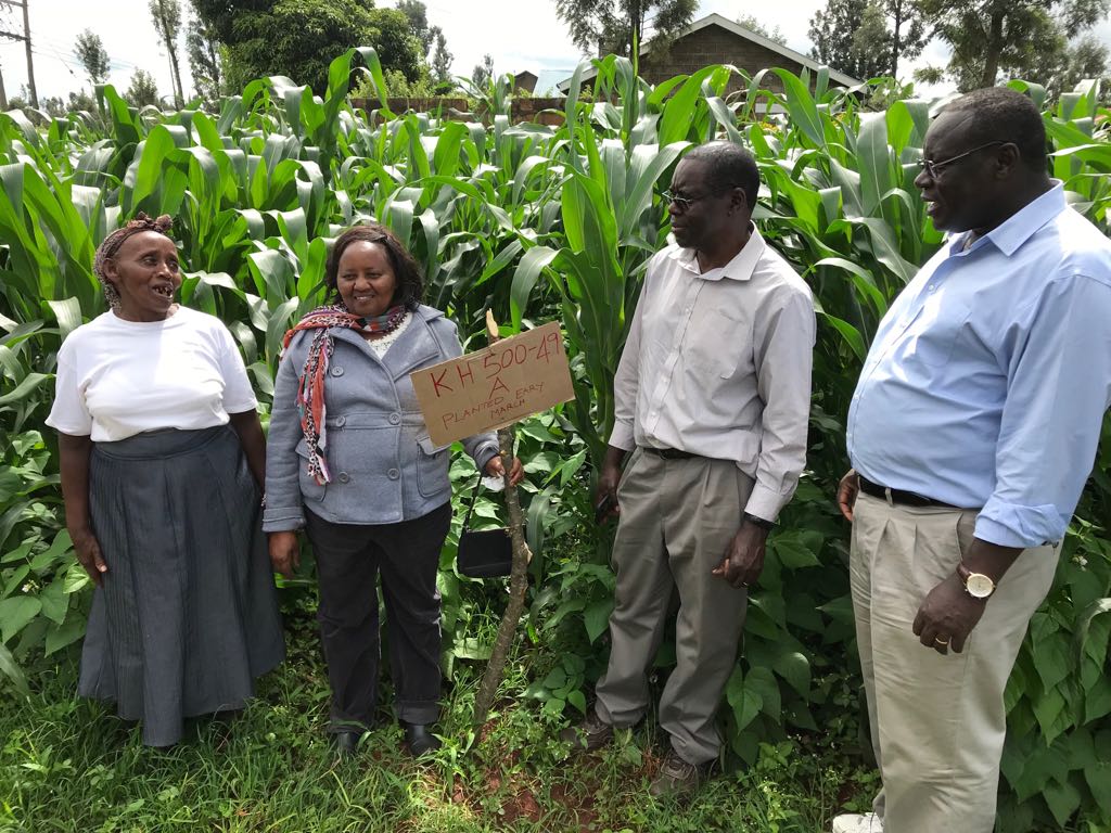 In Kiambu County, Kenya: Farmers expect a good harvest. Village Based Advisors distributed small packs and some farmers bought seeds of hybrid maize. #AGRAImpact