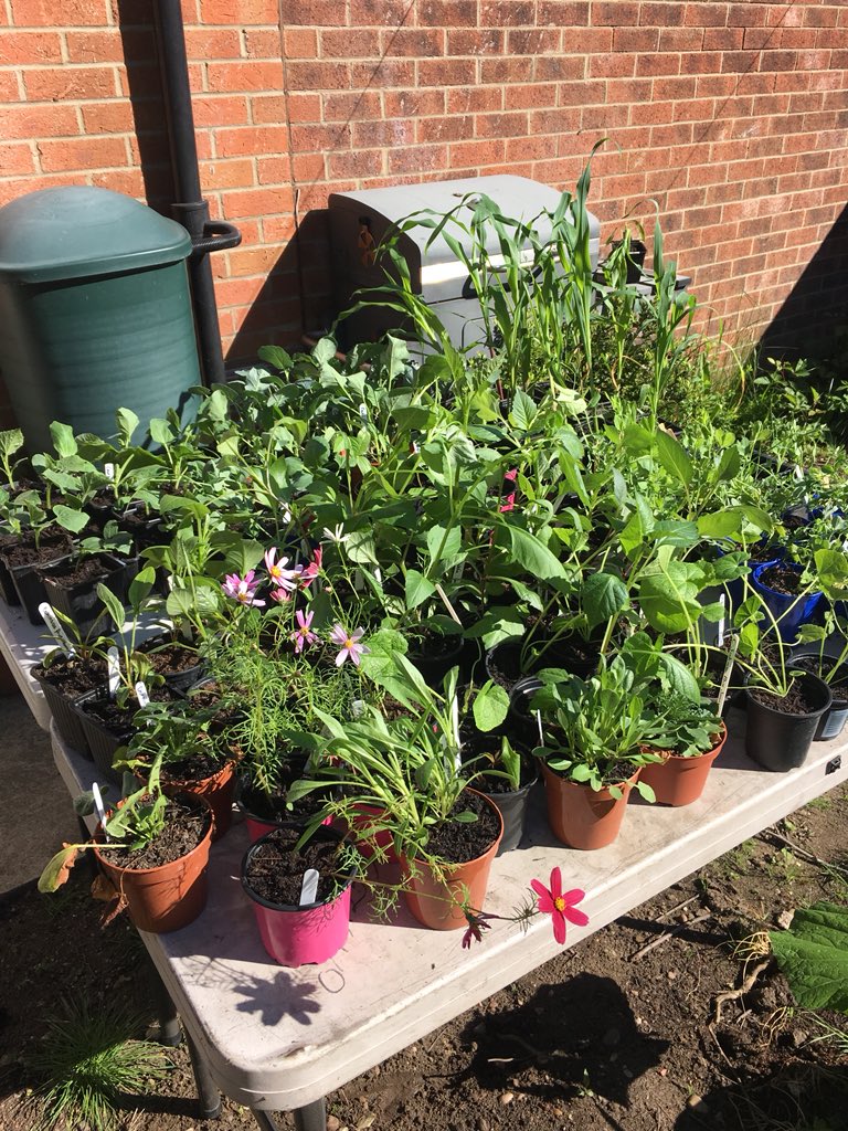 allotment9A's tweet photo. When you get most plants out of your greenhouse to harden off and it looks like your supplying your local garden centre! This is about half of what I have 😂🙈🌱 My name is kirsty and I have an addiction to growing plants 😁🙊#allotment #plants #growyourown #garden #gardening https://t.co/udQMUOZge4