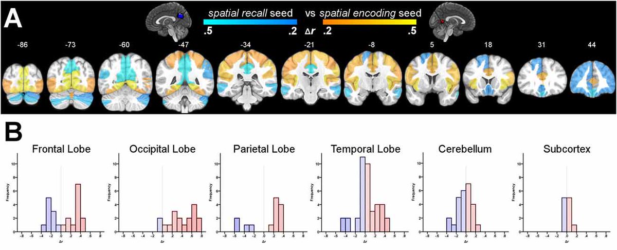 FrontiersIn's tweet image. Published in @FrontNeurosci 'Ventral—Dorsal Functional Contribution of the Posterior Cingulate Cortex in Human Spatial Orientation: A Meta-Analysis' fron.tiers.in/go/VcCJtW #hippocampus #retrosplenial #spatialmemory #cognitivemap