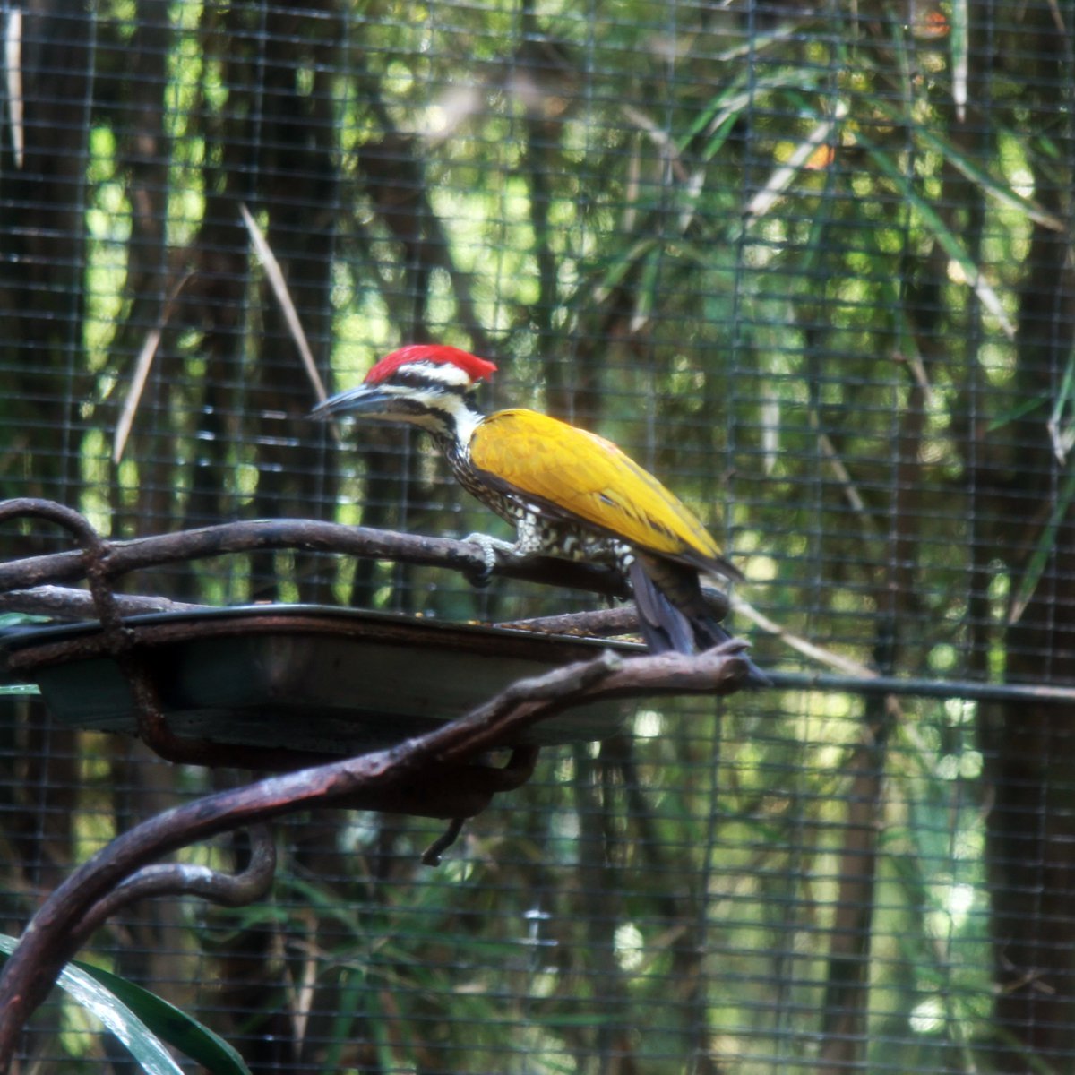 Burungpelatuk Hashtag On Twitter