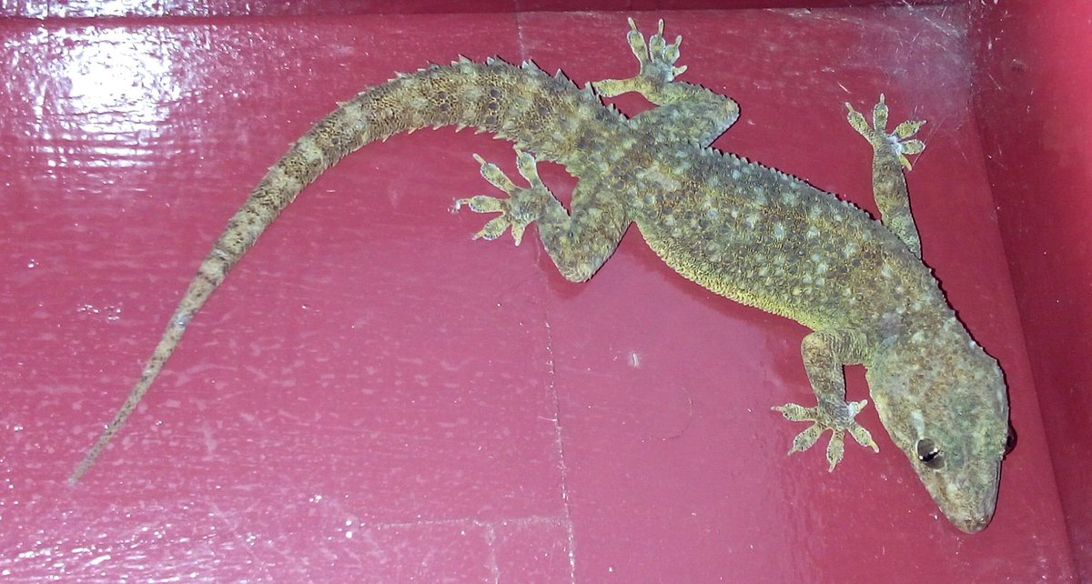Biokerala's tweet photo. #Hemidactylus brookii Gray, 1845
Brooke's house #gekko
Family #Gekkonidae
#Kollam district
3/12/2017 https://t.co/w3YQx9IfK9