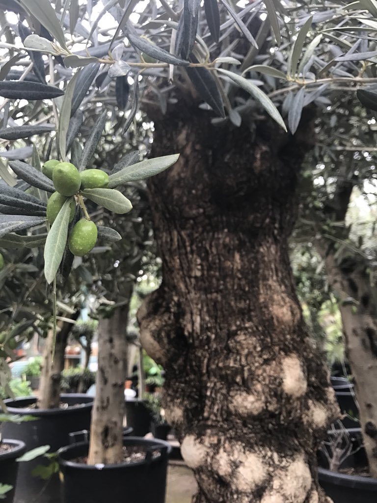 mr_plantgeek's tweet photo. Have you grown olives in the UK? 🍸 If so, I’d love to hear from you! Did it work out well for you? Do you have any tips? https://t.co/qRlhDgEJCc