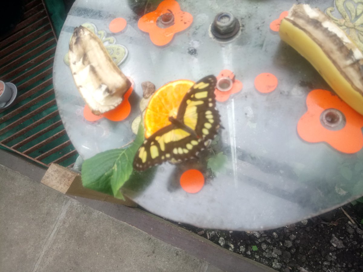 VictoriaParkBHG's tweet photo. URGENT call for Volunteers! Butterflies need your help.
We need more volunteers to come forward so we can keep the popular Butterfly House in Victoria Park OPEN. 
Can you give 3.5 hours a week? Please get in touch.
Vpetvols@gmail.com @MadeLiverpoolTV @HaltonComInvolv #keepusopen https://t.co/gd2BkaZDkf