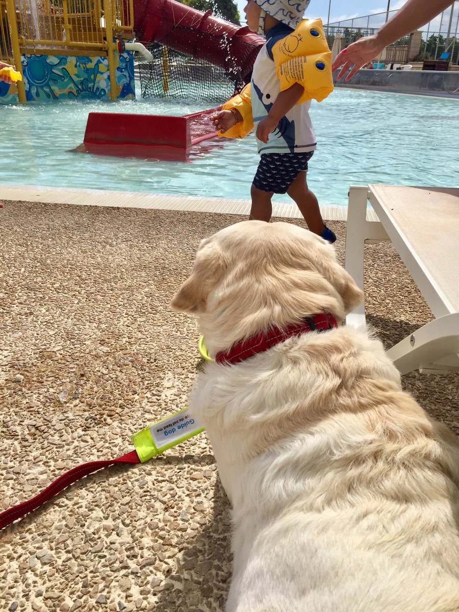 Kika_GuideDog's tweet photo. Little bro’s been making a splash in the pool but I’m quite content laying here watching out for him with my bowl of ice cubes 💧👶🏽🐶☀️
@guidedogs @TUIUK @Sensatori #GuideDogOnHoliday https://t.co/CawWTr6rgp