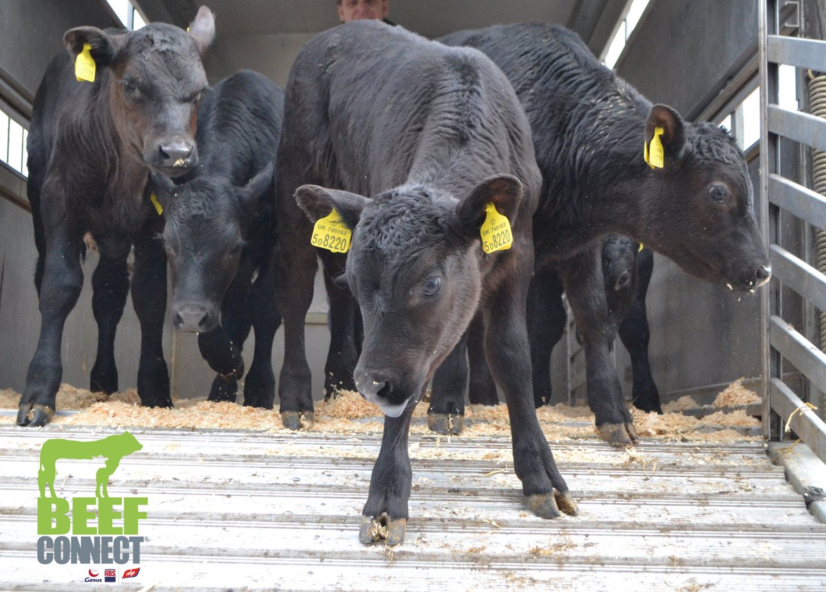 BeefConnect's tweet photo. BeefConnect® forms a vital link in the beef supply chain between UK dairy farmers using the best Angus genetics from @GenusABS and ABP integrated beef farming business @BladeFarming.

#BeefConnect #UnlockingGeneticPotential https://t.co/Lf0IPWEK0v