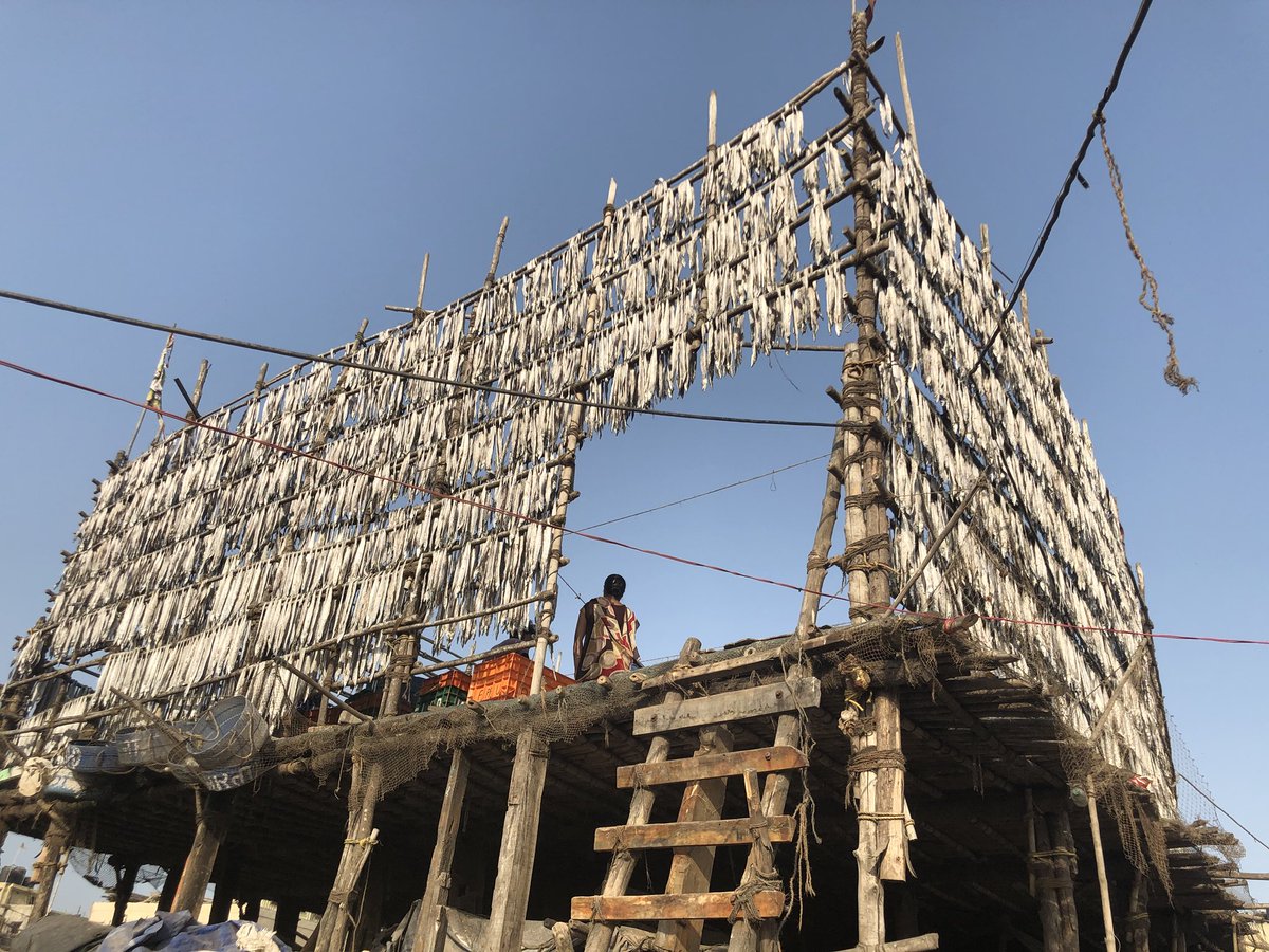 chefananya's tweet image. #bombayduck #bombhills #dried #fish Has this fish anything to do with ducks or Bombay? Pl enlighten me #lotte mach in Bengali. #lotteshutki is a bangal delicacy @FoodBloggerAI @chezantoine @salloni @Finelychopped @anindya0909 @nikhil_merchant @VikhroliCucina @_ShriBala