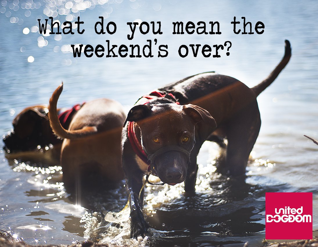 I don't want to get out... what do you mean the #weekend's over? 🏊 #Monday's here, so dry off &amp; get your week started once more! After this pooch gets out he'll need our #Dog Robe for drying up quickly 🐕💦 #thepetsbiz #dogsoftwitter #doglife #DogCelebration #MondayMotivation