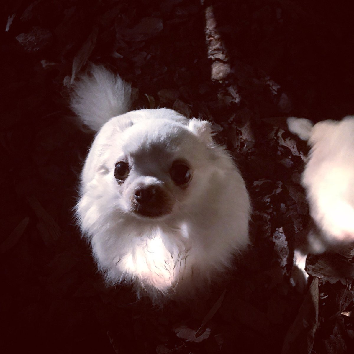 ForeverDreamSDS's tweet photo. These little guys and girls love to be awake and in the play yard before the sun comes up! #earlyrises #foreverdreamseniordogsanctuary #foreverdreamseniordogs #seniordogloveβ€οΈ #theirloveisageless https://t.co/inm4PaifWh