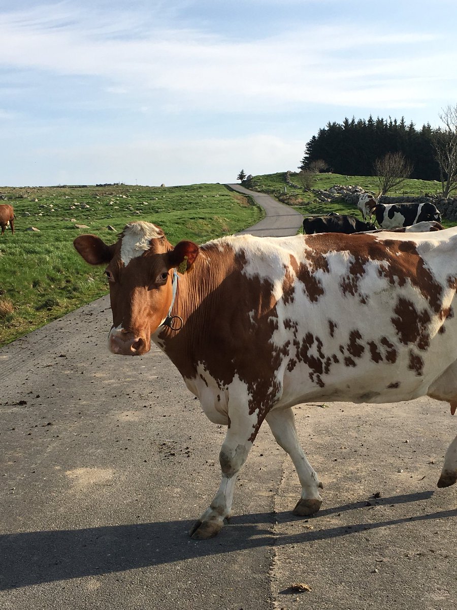 Sommerfølelse på Jæren☀️😎 #friskmelk #Qmelk #Qgaarden <a href="/QMeieriene/">Q-Meieriene</a> <a href="/rasmussenpal1/">Pål Rasmussen</a> <a href="/QBentM/">Bent Myrdahl</a>