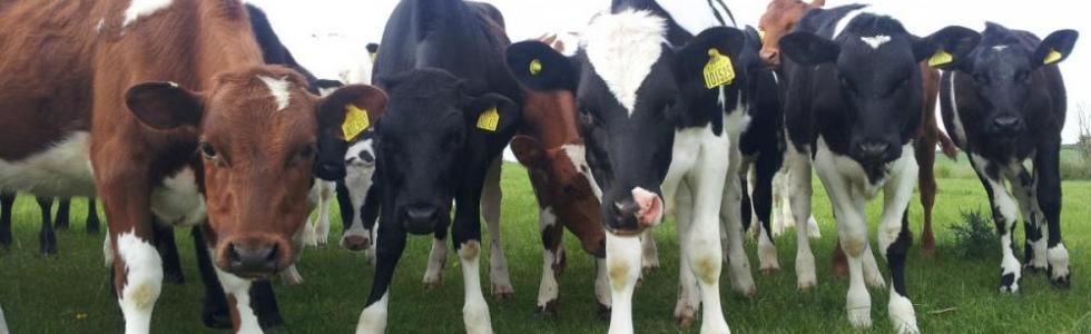 The law is changing and we could lose touch...

With the new data protection regulations coming into force, we are going through a process of asking your permission to keep in touch with you. 

Please complete our web form to ensure we don't lose touch.

stbonifacevets.co.uk/content/farm-w…