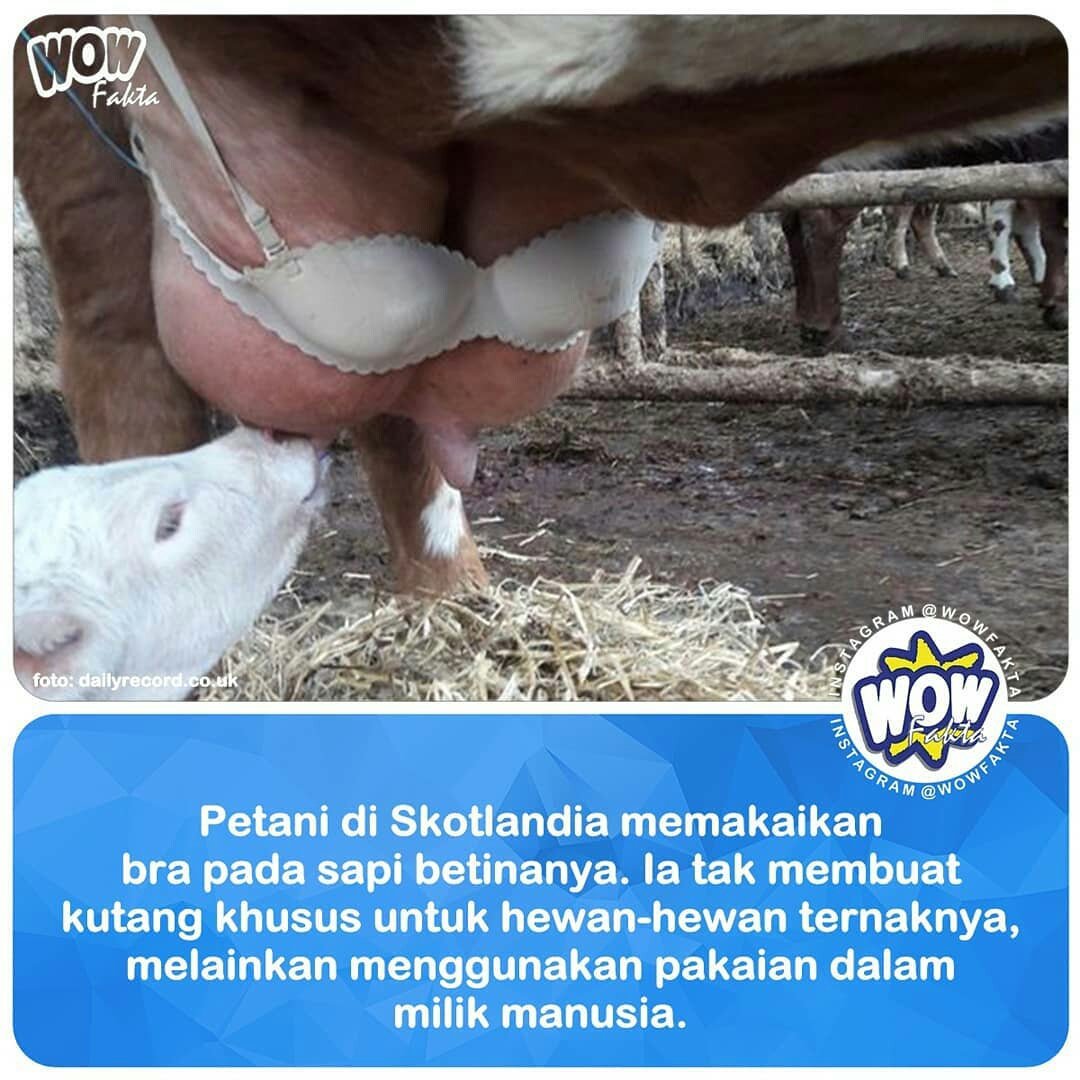 kontenwow's tweet photo. Jangan salah sangka, apa yang ia lakukan bukan untuk bikin lelucon, tapi ada tujuannya.

Petani itu, Donald Ross menceritakan, seorang tetangganya mengamati bahwa...

https://t.co/rMkyRRijZx
.
. https://t.co/4b93oCUMRq