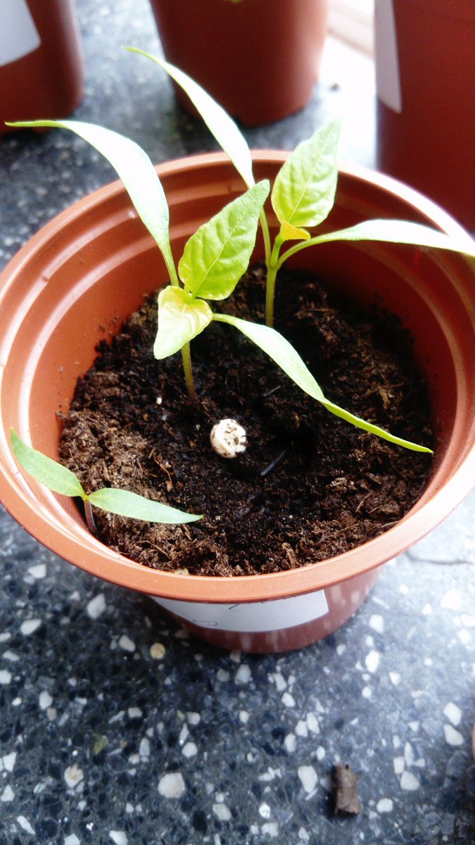 GreenFlag_5's tweet photo. The leaves in the first pot and beginning to look more like carrot leaves. The second pot shows how strong our chilli peppers have become! We are growing so many different types of veg, it's very exciting! #biggrow #innocent #msoconnellsclass #giy https://t.co/Nnpgt8N4Os