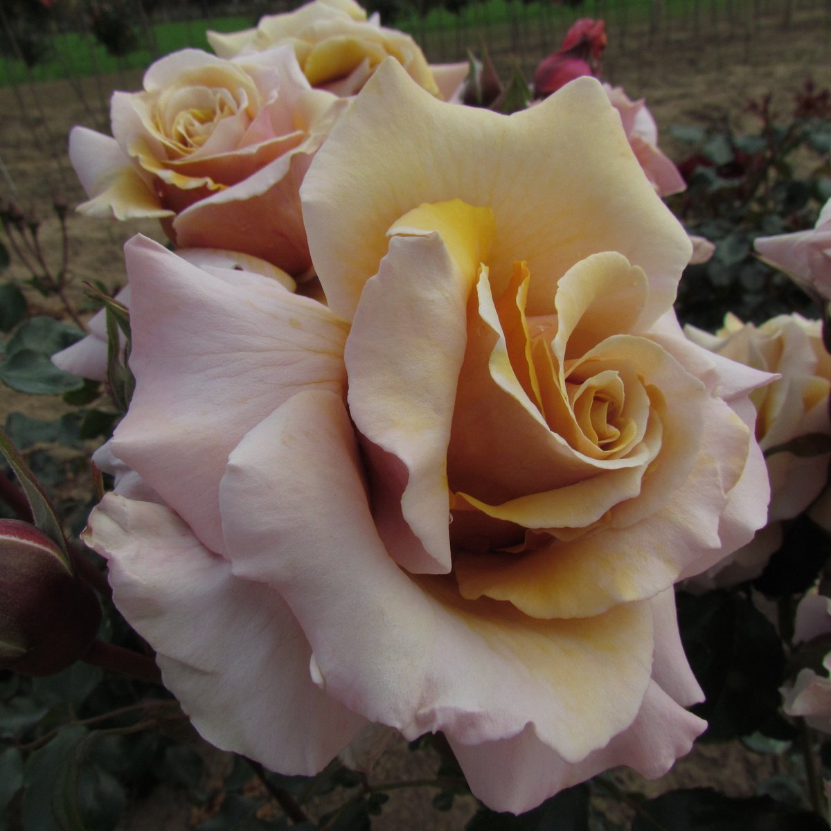 MAGIC MOMENT - pieejama jau šogad. 
medrozes.lv
rozustadi@inbox.lv
22 44 72 00