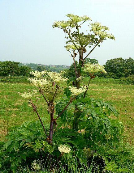 Beer Usagiさだお エゾニュウ セリ科 北の大地 植物図鑑 Yahoo ブログ T Co 0iixksajxh ブログ 生物学 白い色の花 蝦夷ニュウ で この茎を食べると甘いことからの命名です 食べた事ある人いる W T Co Nyh6g8cfsh