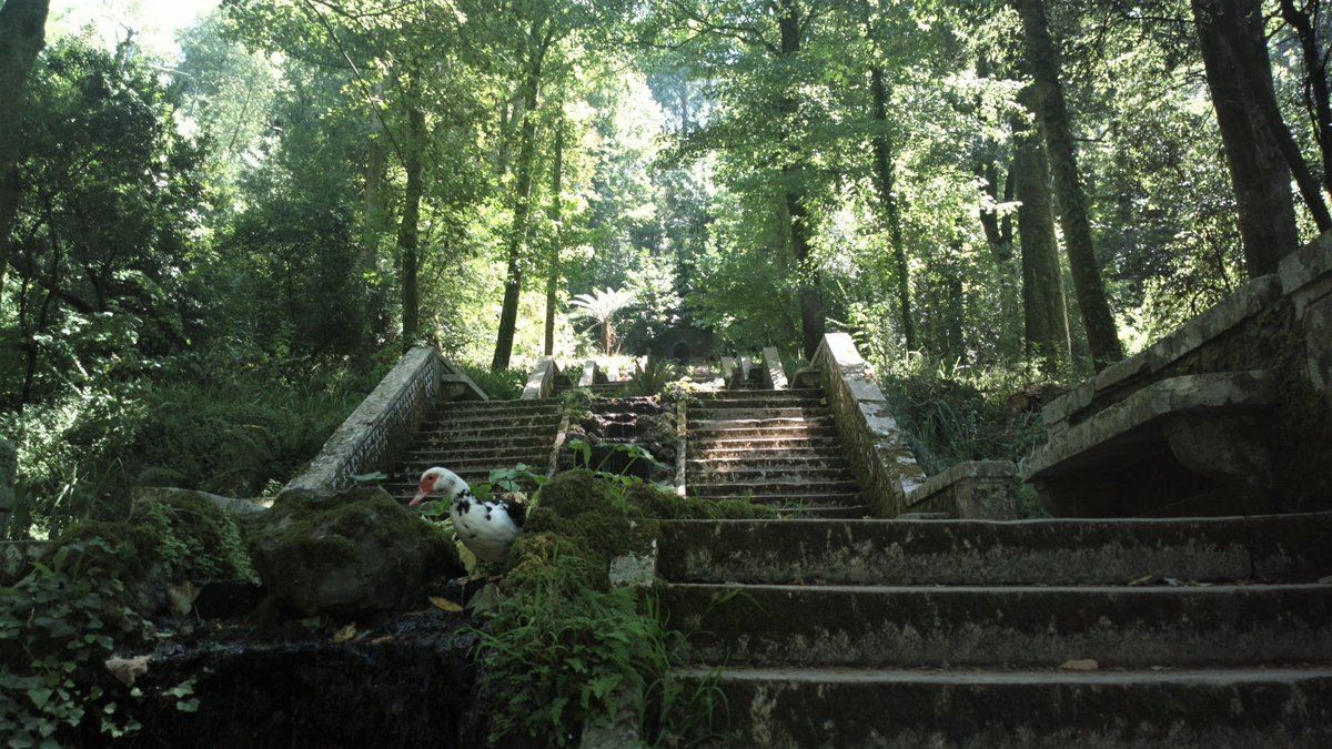 diana_therose's tweet photo. Hi there, little friend!
@ Escadaria da #FonteFria
Fonte Fria ("Cold Fountain") #stairway
#MataNacionaldoBuçaco #BuçacoForest #romanticplaces #beautifulplaces #beautifulconstructions #magicalplaces #influencer #blogger #forest #garden #romanticgarden #buçaco #bussaco #travel https://t.co/tgoEdaNSLH