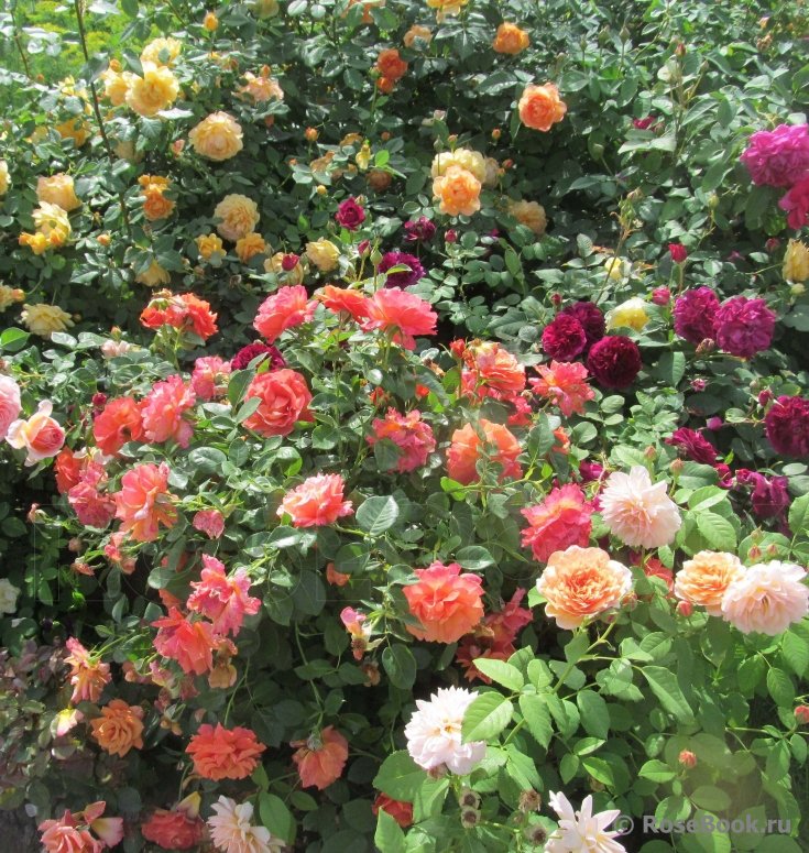 Skaisti un neparasti rožu stādi - visās varavīksnes krāsās. Pārbaudītas vērtības un pilnīgi jaunumi rožu pasaulē un pirmo gadu Latvijā. 
medrozes.lv , tel. 22 44 72 00 rozustadi@inbox.lv