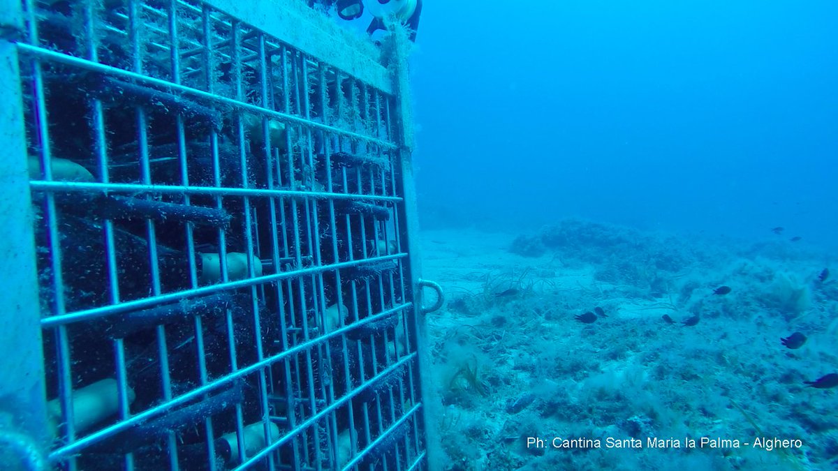 #Diving #cantine #vino sommerse #Akenta sub <a href="/CantinaSMLP/">Cantina Santa Maria La Palma</a>. #Emozioni uniche! #Underwater #wine #cellars #Sardegna #Sardinia #Alghero #CapoCaccia. Prenotazioni/booking al diving center. Vi aspettiamo!