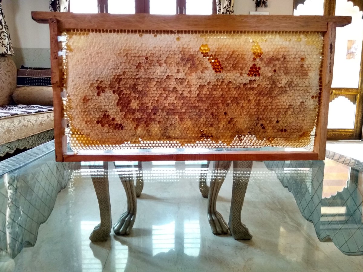 yash_apiary's tweet photo. #honeysuper is about to #bee #full ... #fram #full of #honey ... #combhoney #honeycomb #organic #honey from #honeychamber ..
#sweetrevolution #Yashhoney 
#yashhoneyandapiaryproducts 
#startupindia #startup in #gujarat https://t.co/Scmryt4Z0r