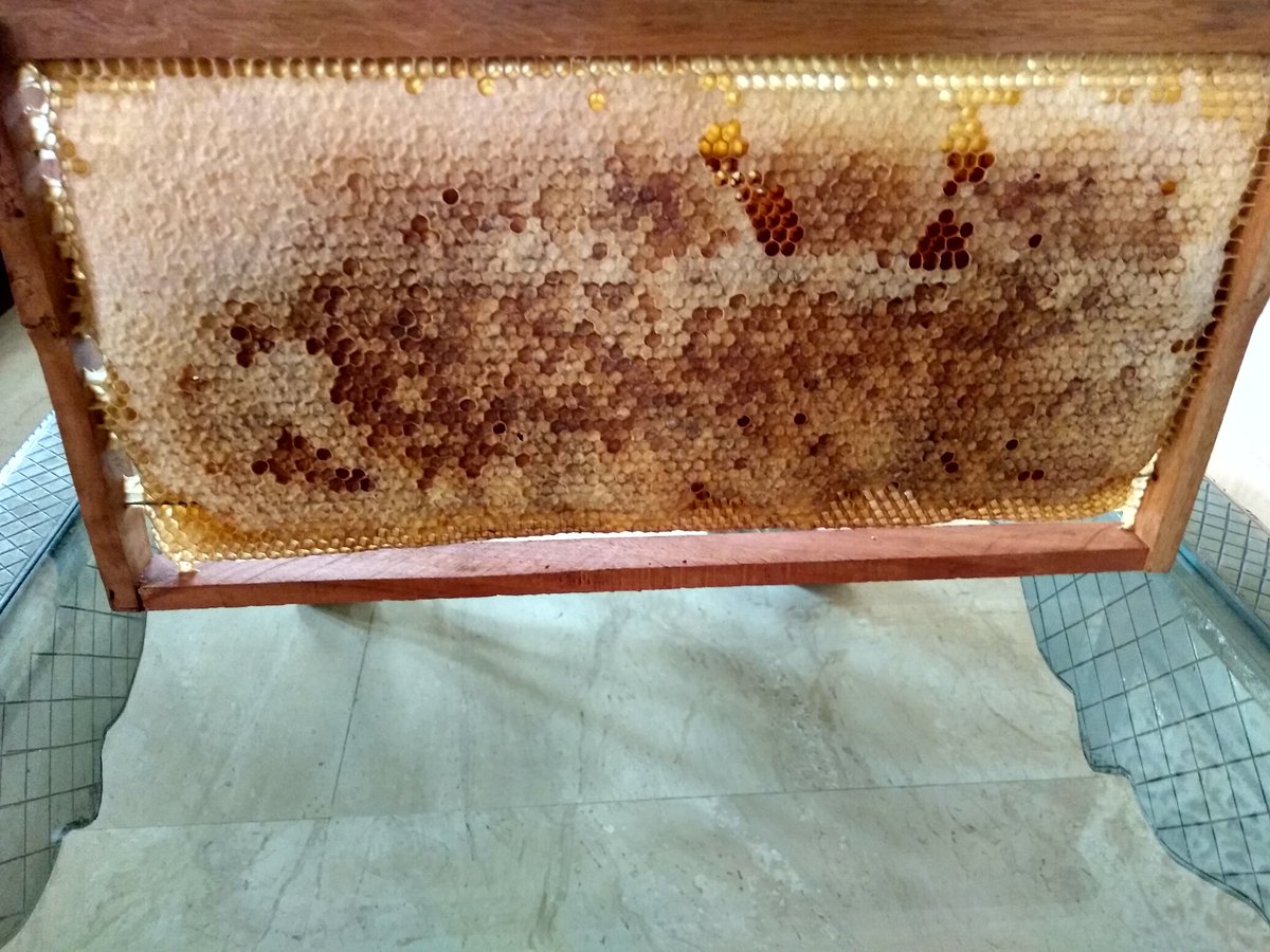 yash_apiary's tweet photo. #honeysuper is about to #bee #full ... #fram #full of #honey ... #combhoney #honeycomb #organic #honey from #honeychamber ..
#sweetrevolution #Yashhoney 
#yashhoneyandapiaryproducts 
#startupindia #startup in #gujarat https://t.co/Scmryt4Z0r
