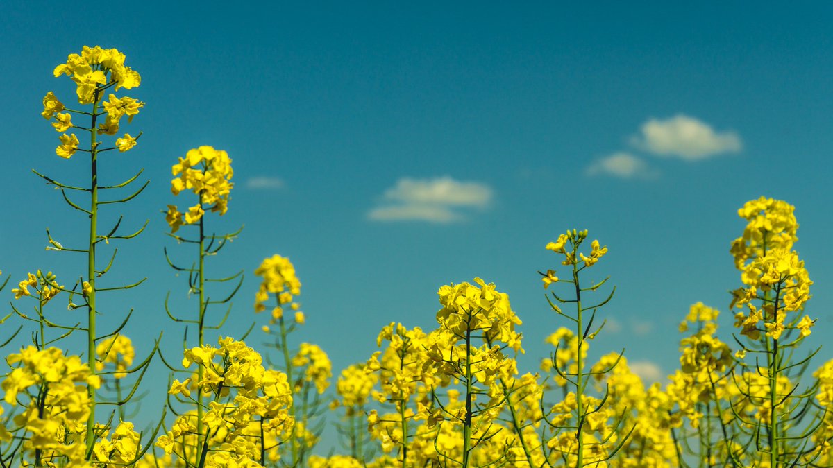 cor_vision's tweet photo. A gorgeous start to the working week, summer will soon be here! We've had a busy past couple of weeks working on new &amp; existing projects #WatchThisSpace #NorthNotts #WebDesign #Design #Marketing https://t.co/YbTUsnRfea