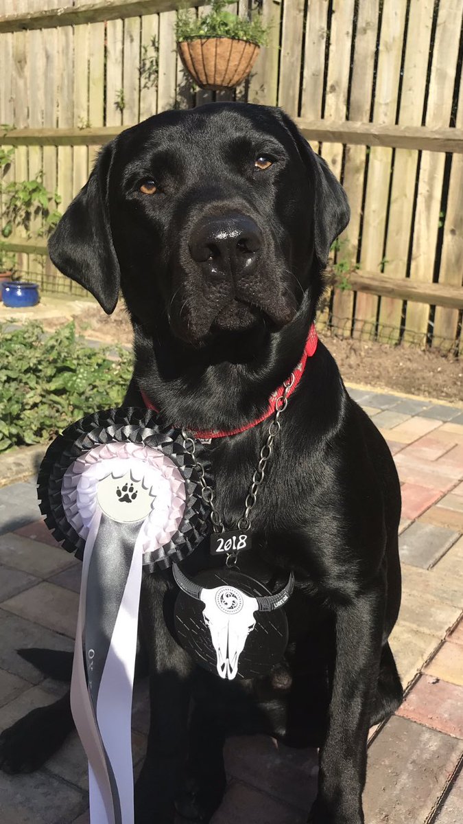 Diesels 1st #canicross #race. So proud!! racegifts.co.uk😀🐶🏅 <a href="/UKRunChat/">UKRunChat</a>